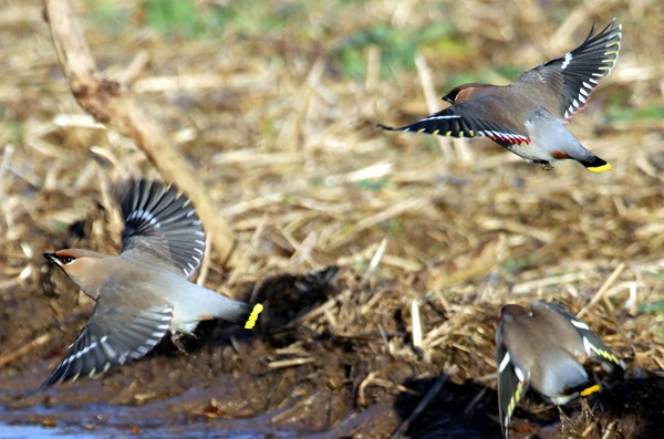 waxwing be for a drink