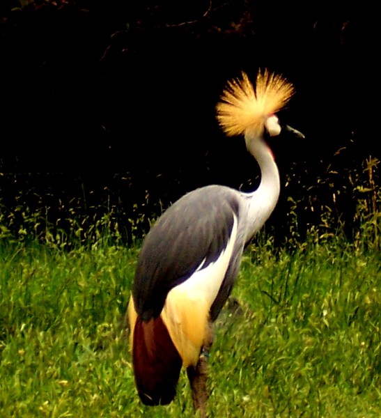 Cool Bird
