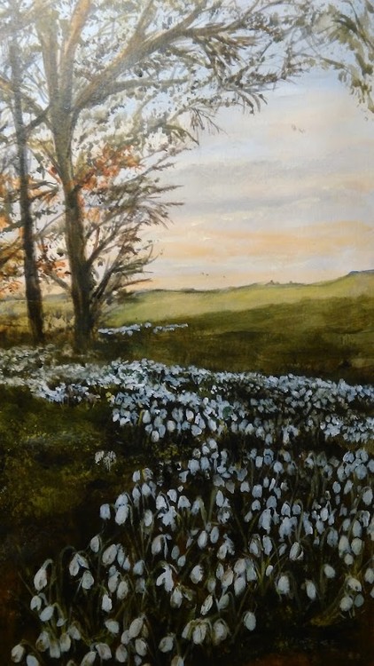 Field Of Snow drops