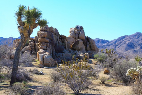 Joshua Tree National Park Image 1