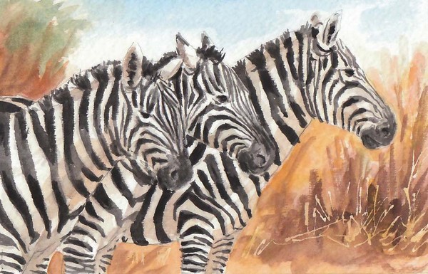 Three Zebras