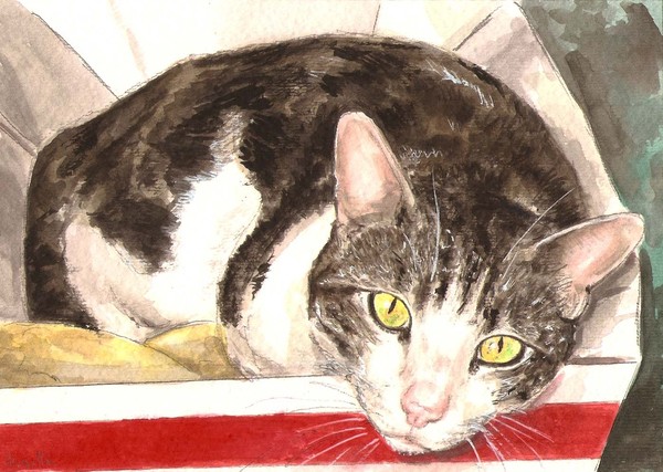 Tabby