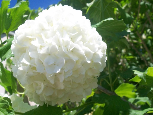 Snowball