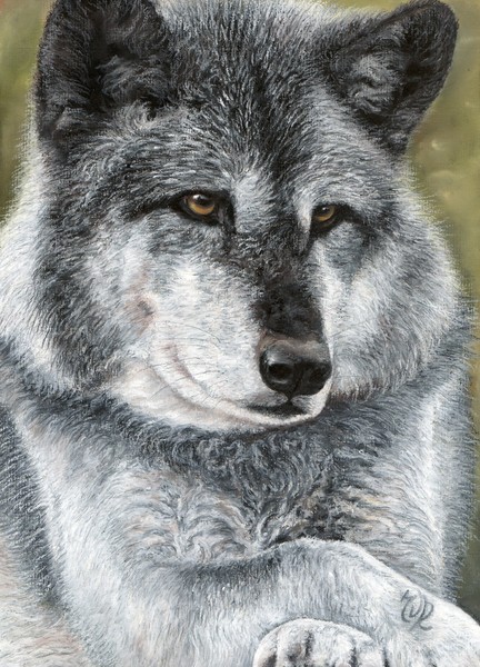 wolf