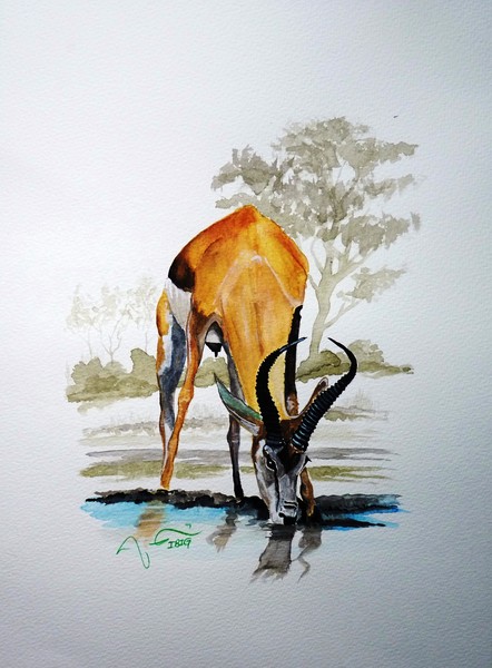 Springbok