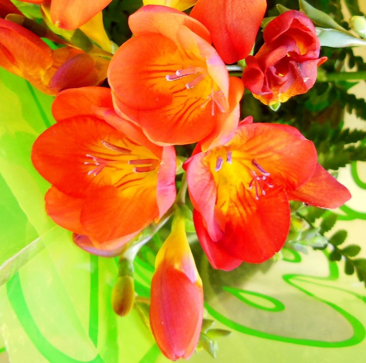 SPRING MOOD