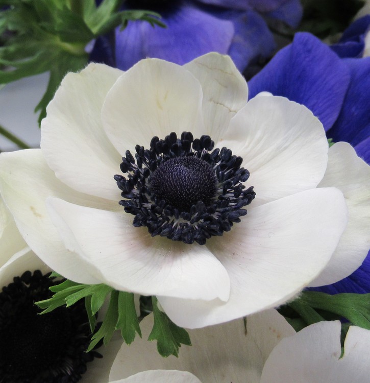 WHITE ANEMONE