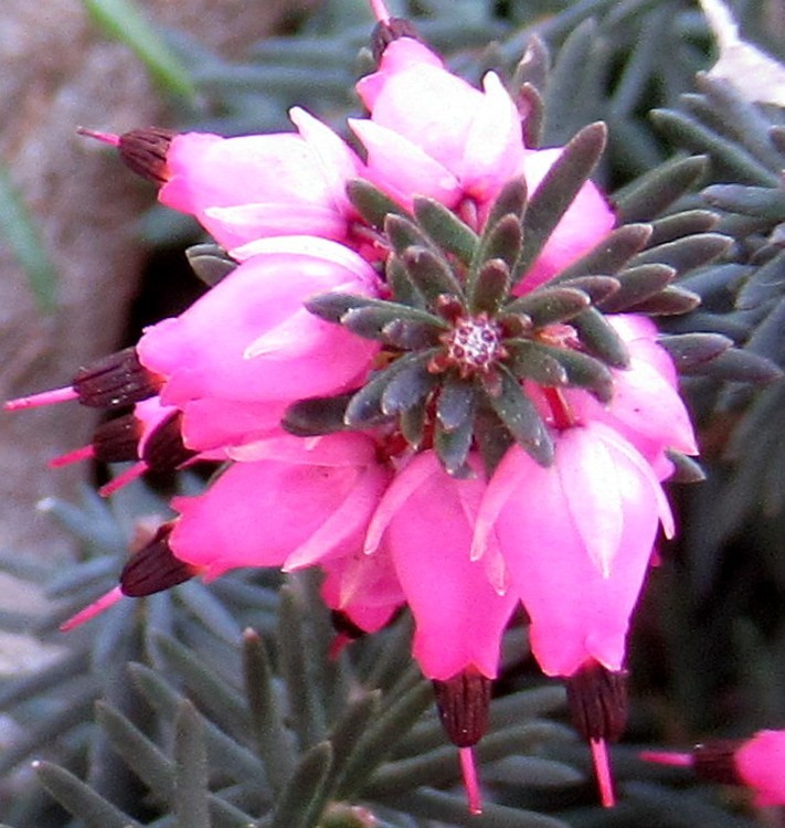 HEATHER MACRO