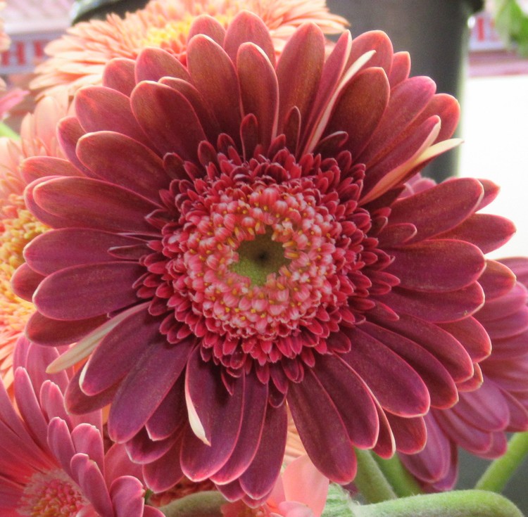 GERBERA