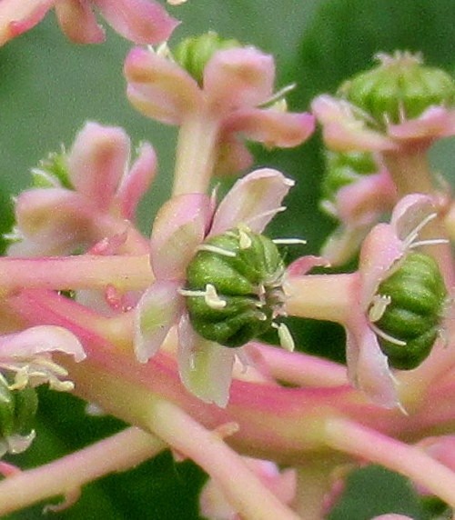 THE PLEASURE OF MACRO
