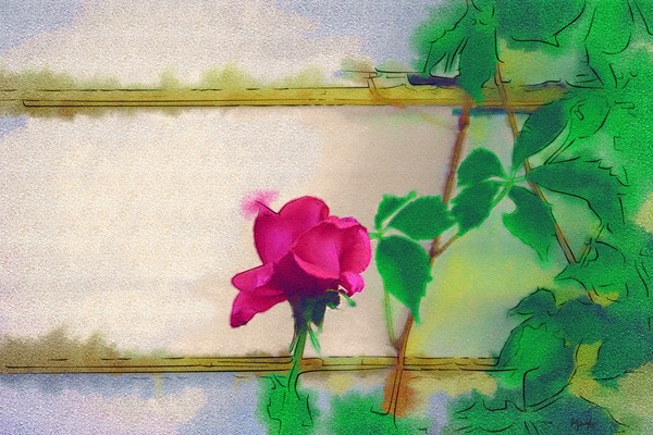 Garden Rose