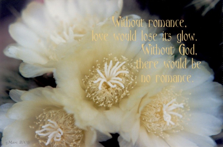 White lace flowers