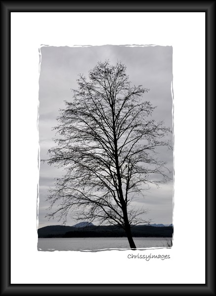 naked tree #2