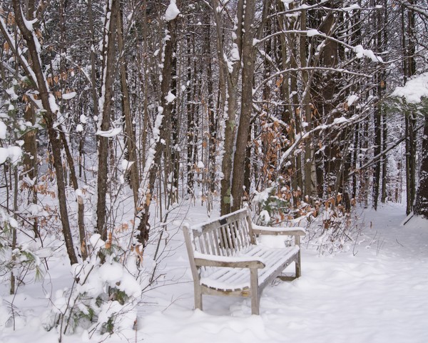 Winter Solace
