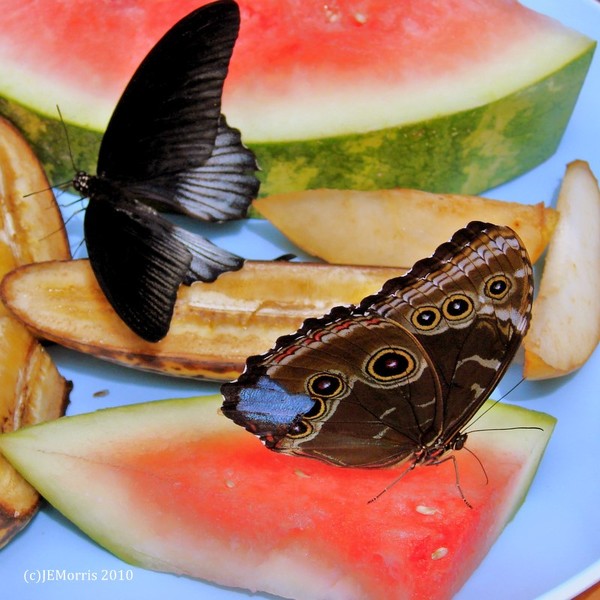 Two Butterflies