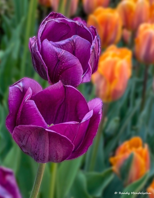 Tulips in Central Park