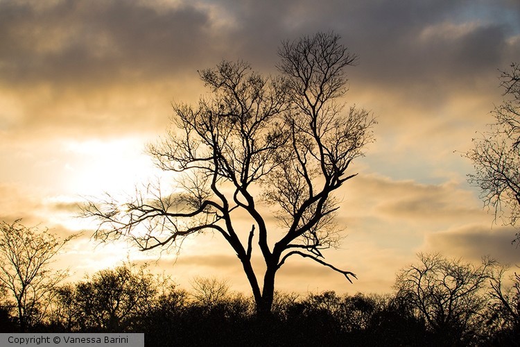 serie This is Africa/ Sunset in Savana