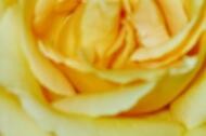 Yellow Rose