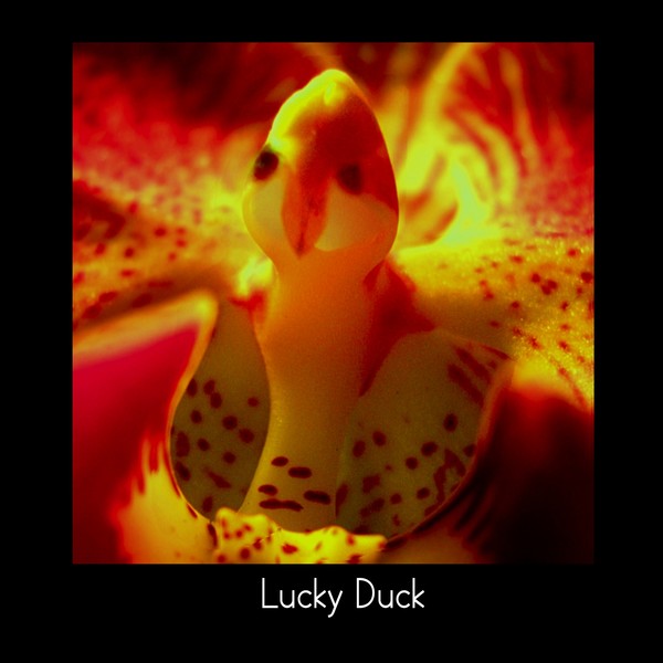 Lucky Duck
