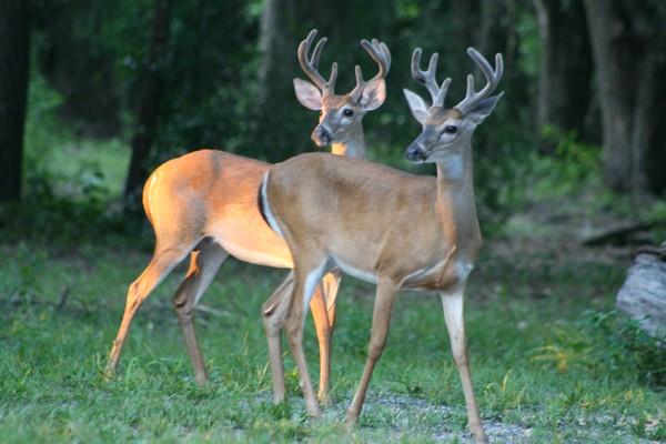 The Bucks Stops Here
