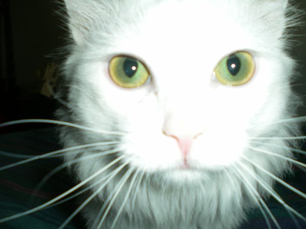 More, Cats Wanted.com
