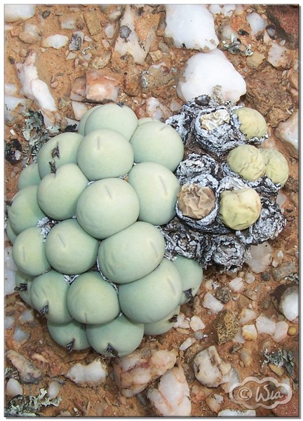 Albastertjies (Marbles or dice) 