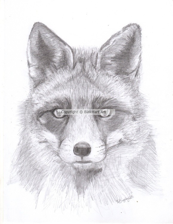 Red Fox