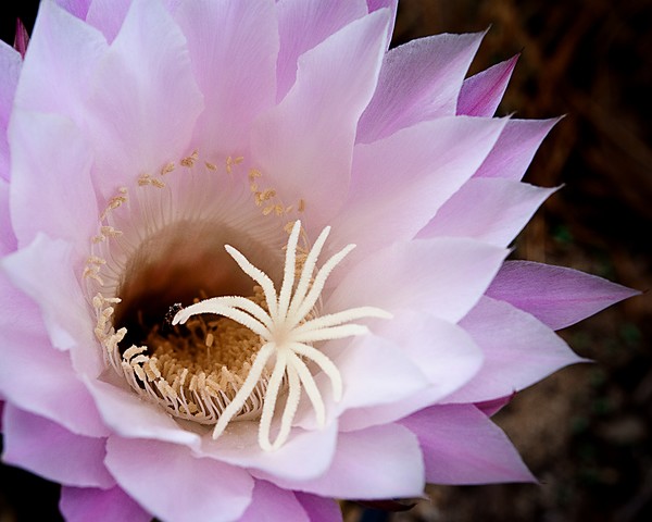 Cactus Flower