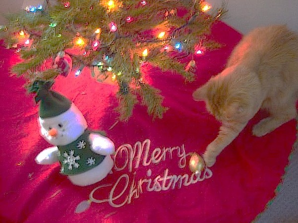 Christmas Kitty 