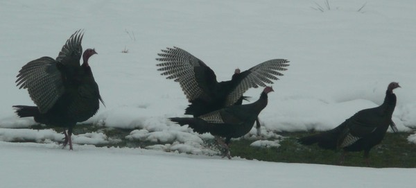 Turkeys strutting