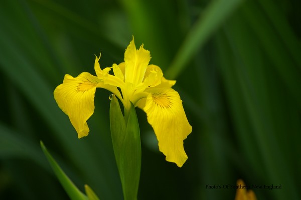Iris