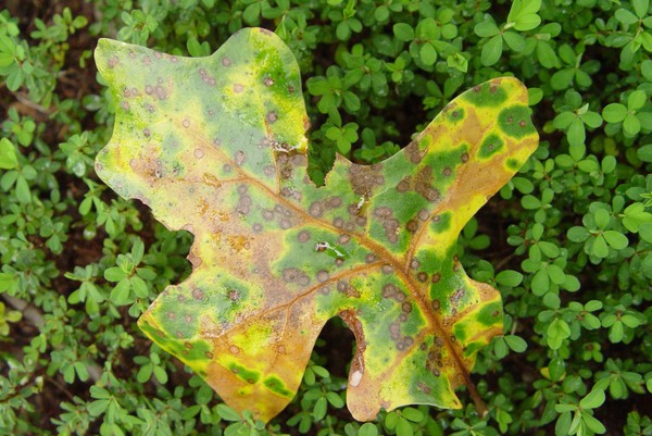 Leaf Me Alone