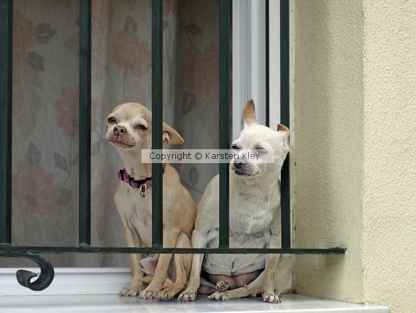 Perros Andaluces
