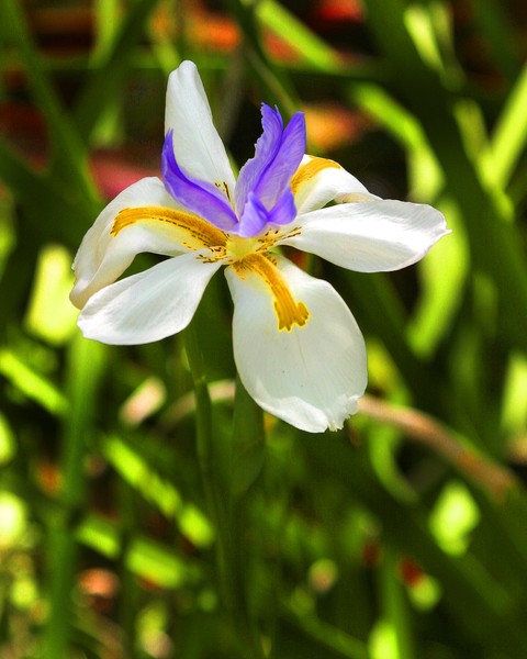 Walking Iris