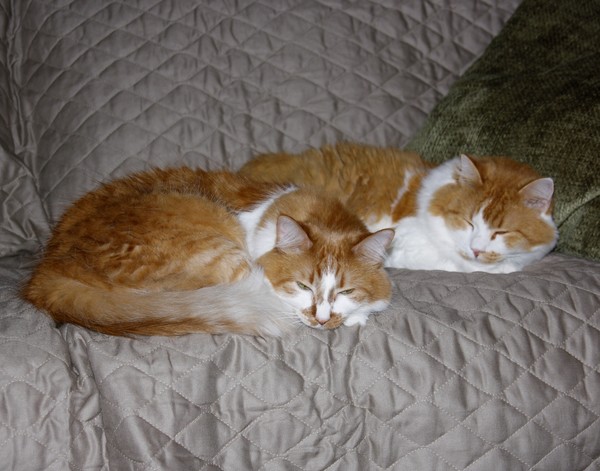 Pnut and Buster 2 ne1237