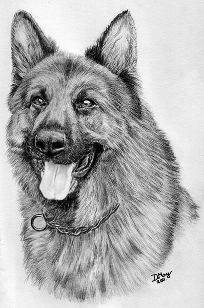 German Shepherd