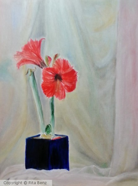 Amaryllis