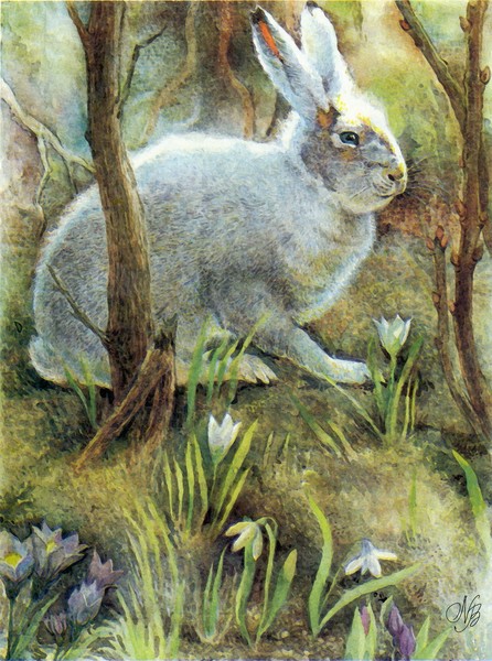 Hare