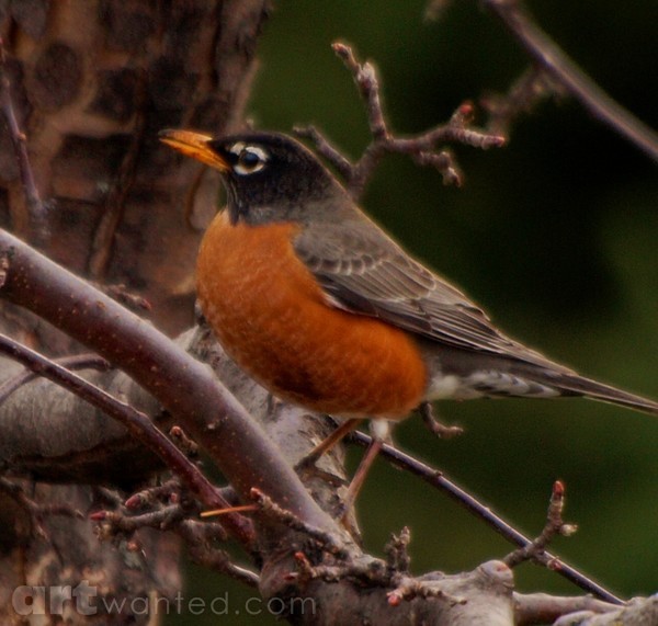 Spring Time Robin