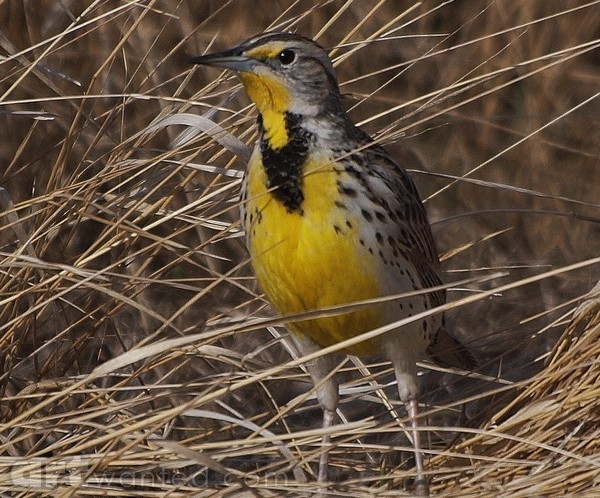 meadow Lark