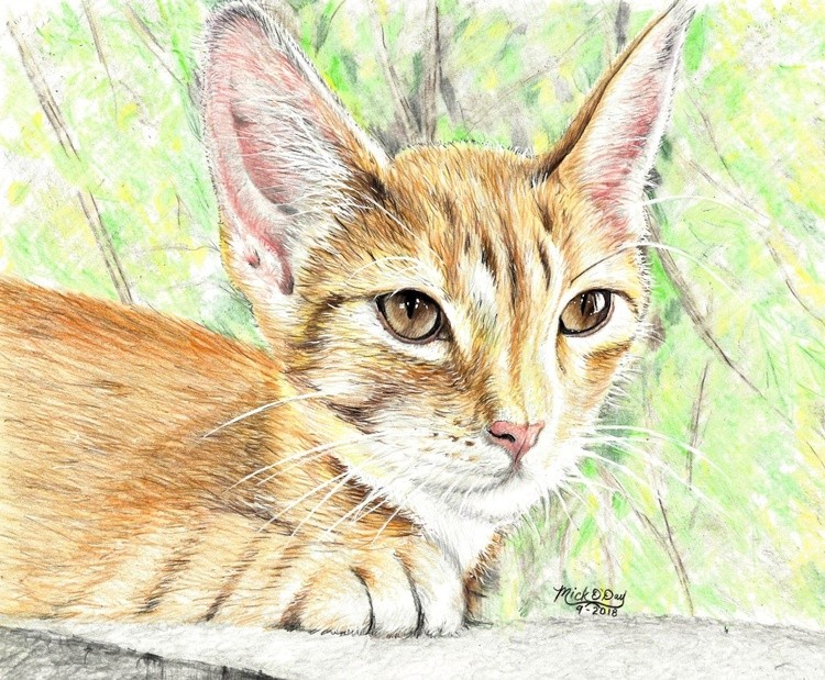 outsidetiger1