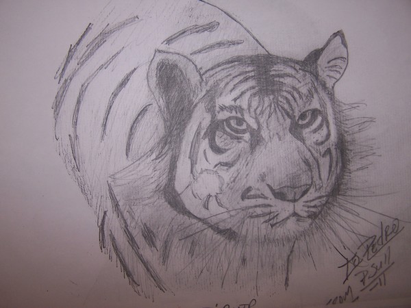 tiger-1