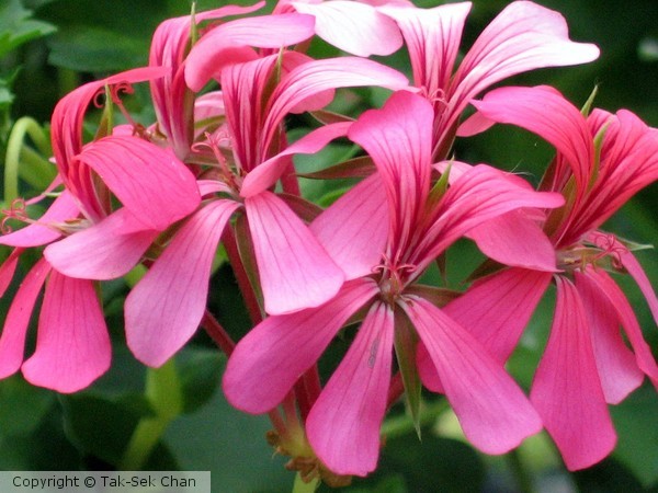 Geranium, Sophie Cascade