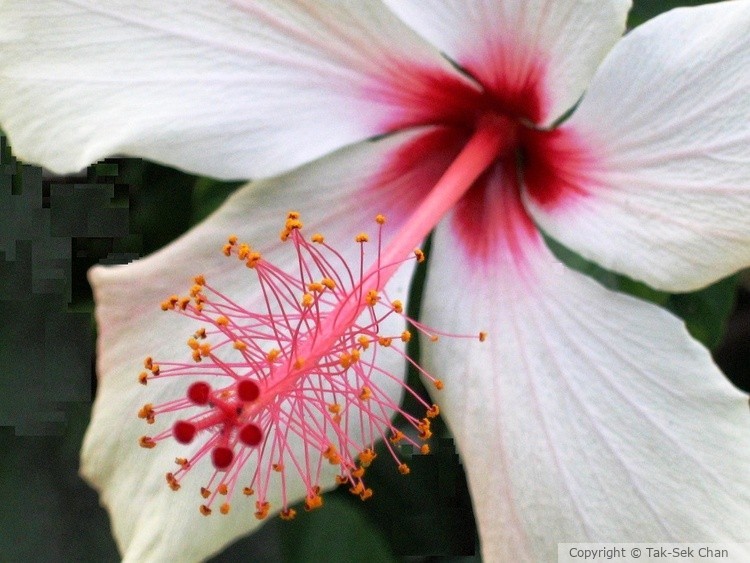 Hibiscus rosa-sinensis