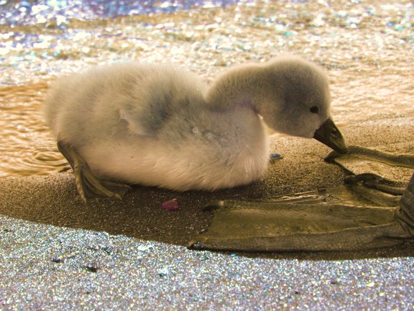 small Swan