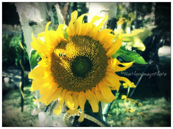 Sunflower and Bee