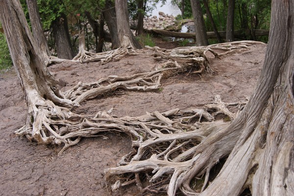 Tree Roots