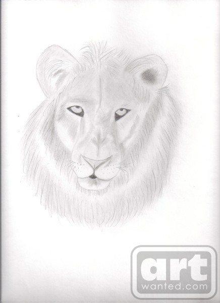 Lion Drawing