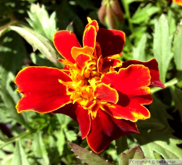 merry marigold