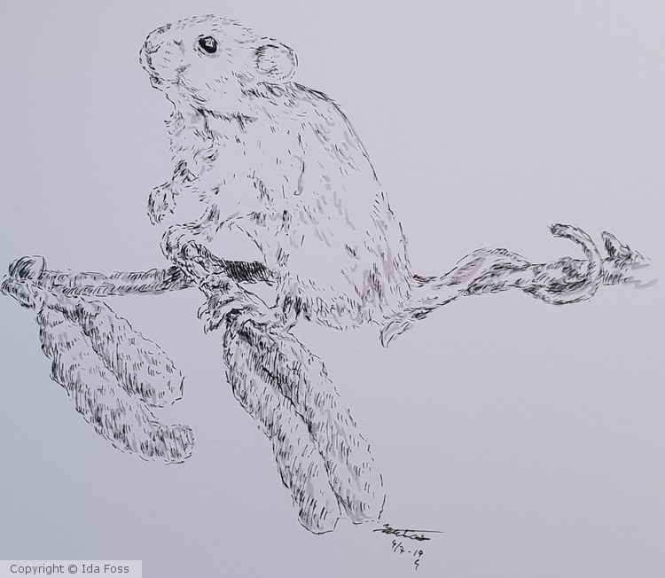 Catkins